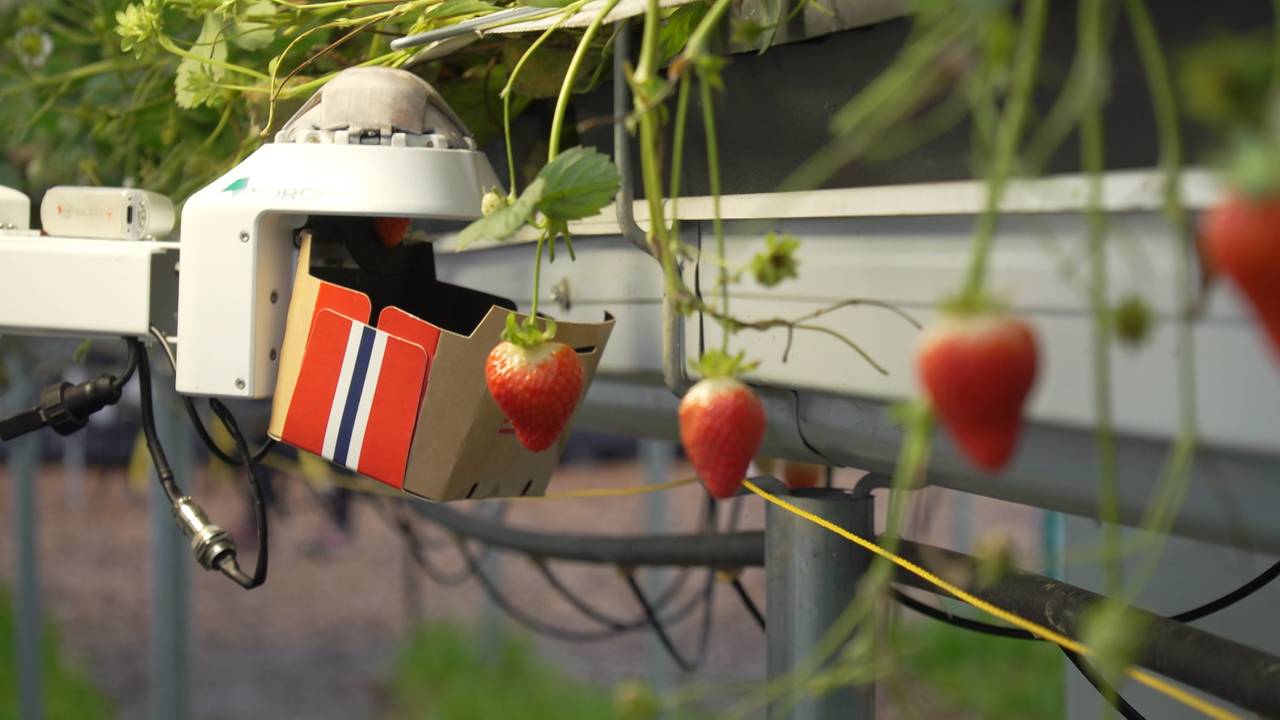 Jordbærpukking med robot