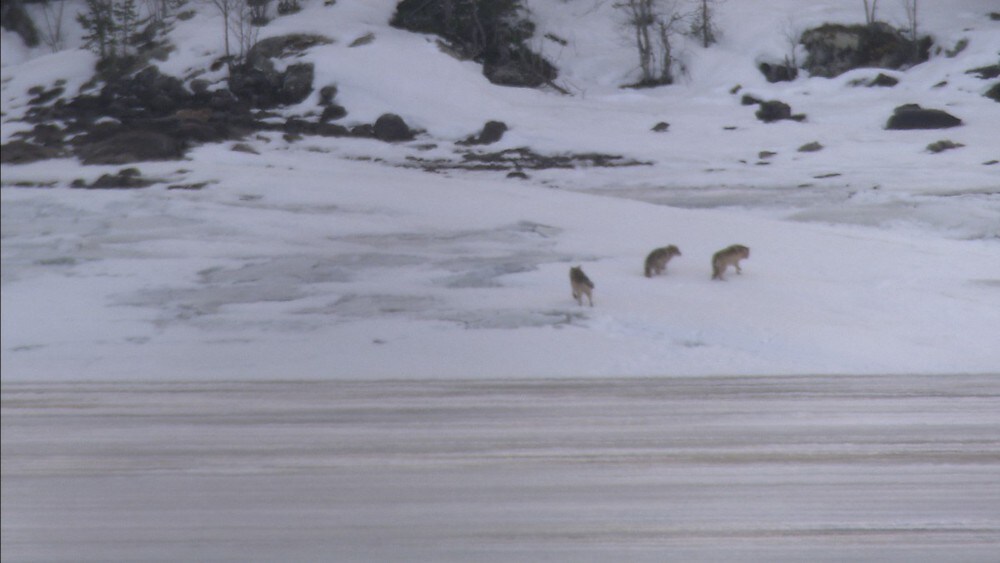 Ulvejakt-stans behandles ikke før torsdag – i morgen begynner 100 jegere jakta