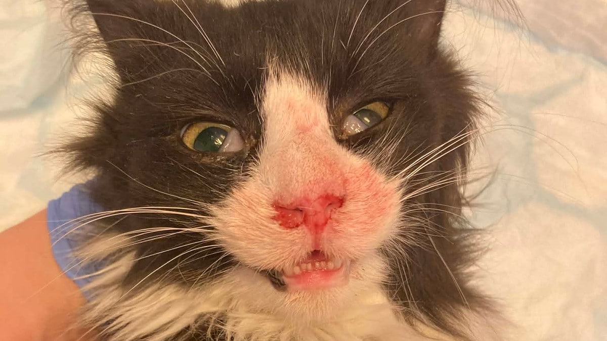 Fant 1,5 meter høyt tårn av avføring: – Et stort samfunnsproblem