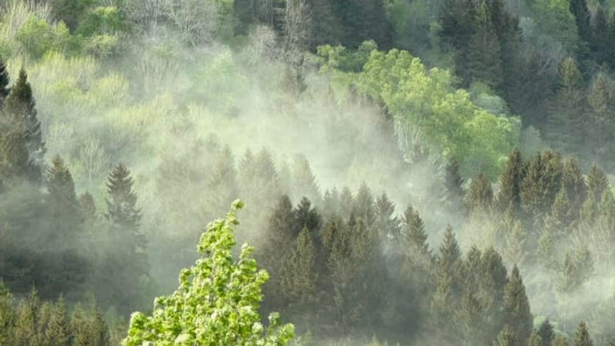 Store pollen­skyer fleire stadar i landet