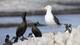 Photo: Knut-Sverre Horn/NRK Seabirds at Horn Island: Great Cormorants, Black-backed Cormorants and Terns in the background