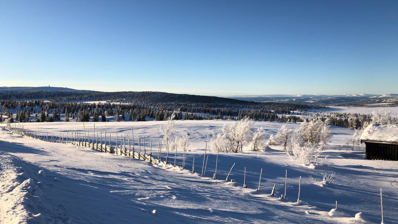 Blå himmel ved skiløypa