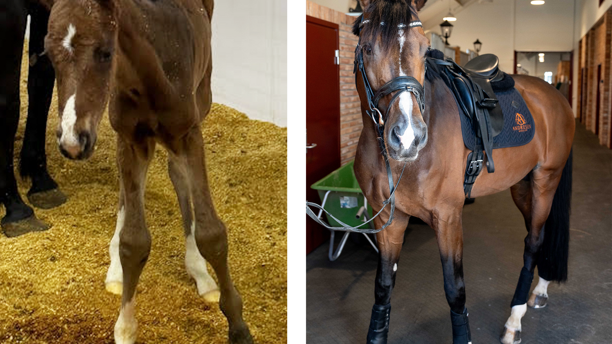 Norsk milliardærfrue har lukkast med å klone favoritthesten