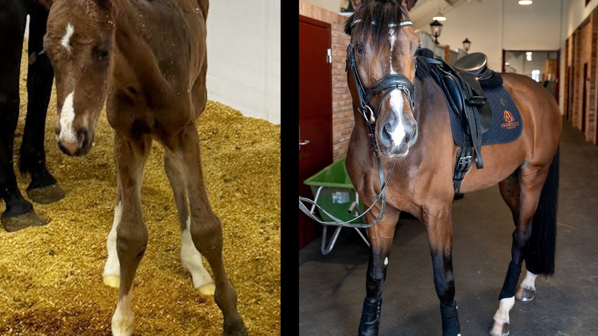 Norsk milliardærfrue har lukkast med å klone favoritthesten