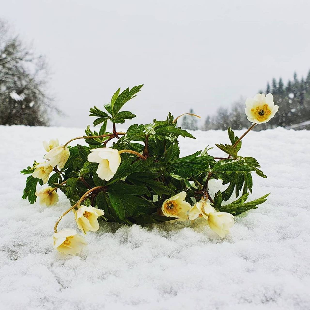 Blomster i snø.