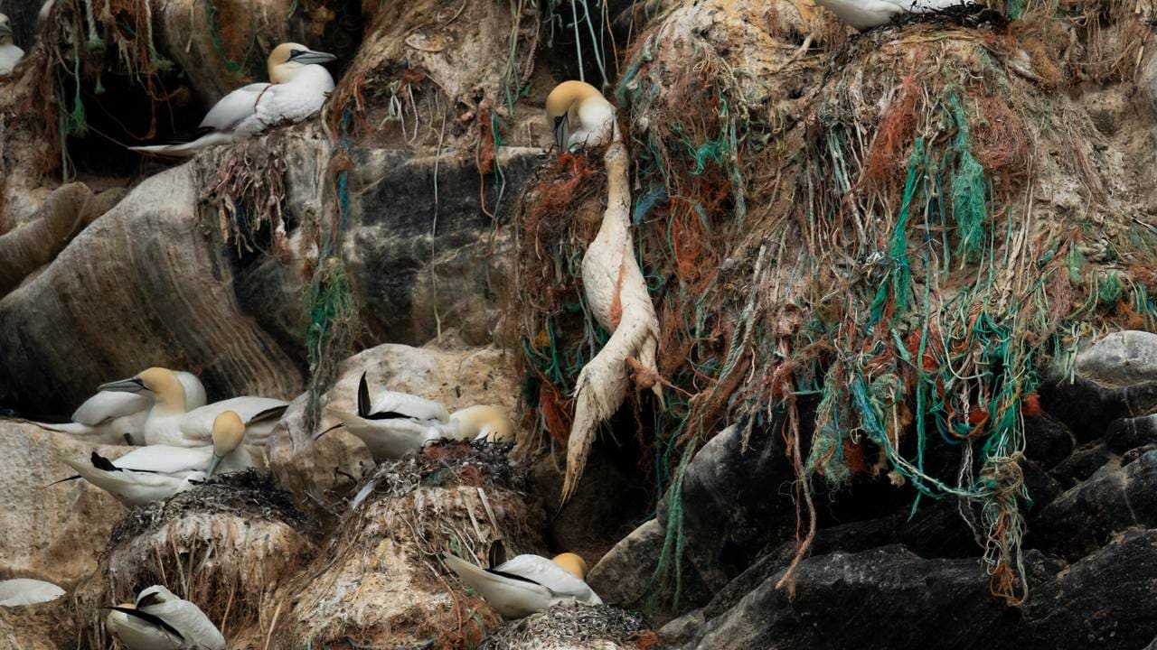 Død havsule på fulgefjellet på Runde