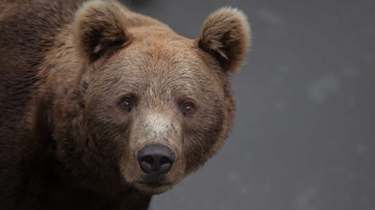 Kjendisbjørnen «Rugg» er død: – En tung og trist dag