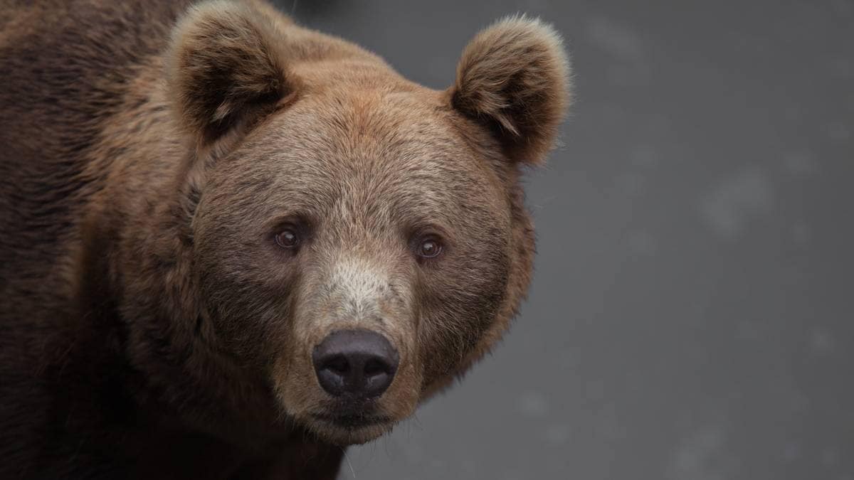 Kjendisbjørnen «Rugg» er død: – En tung og trist dag