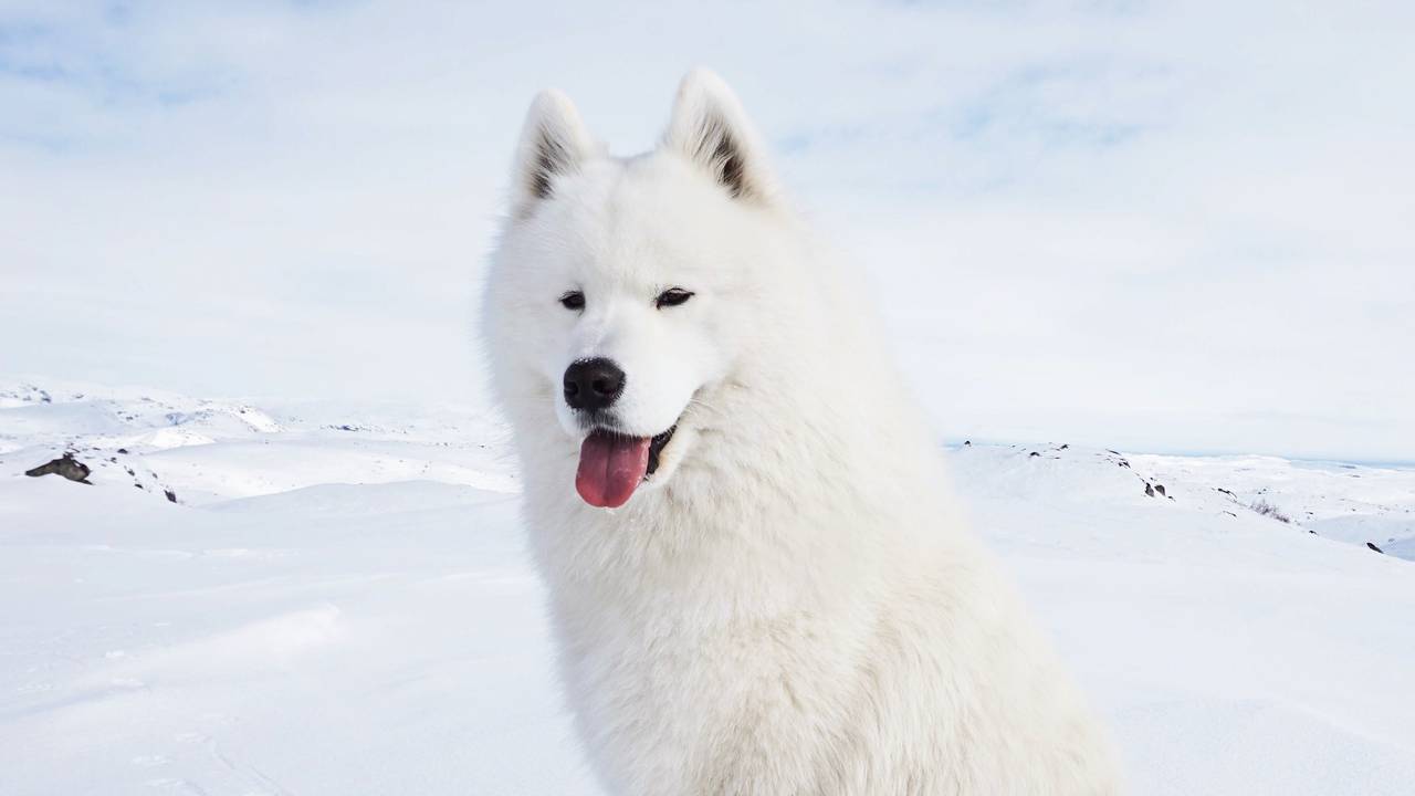 Ghost elsker å gå på tur
