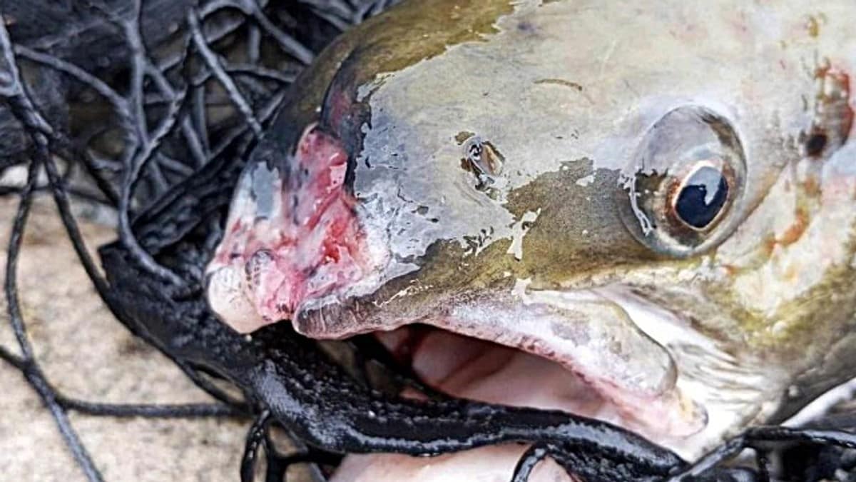 – Aldri sett slike skader på laks