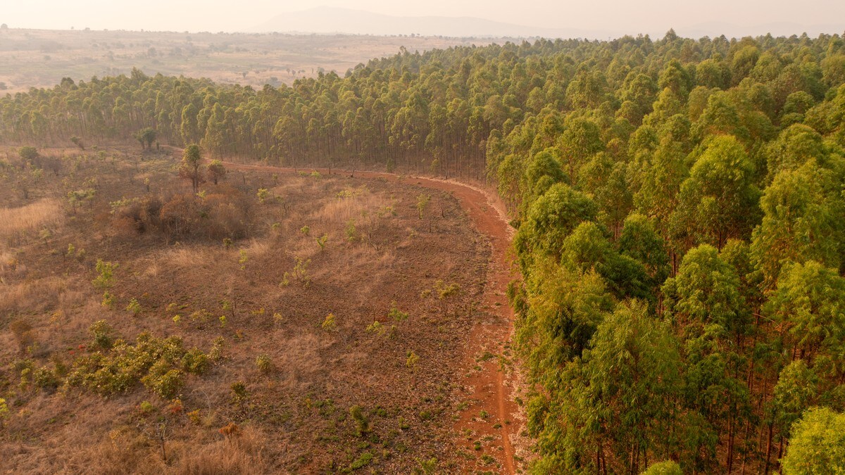 Norsk selskap planter trær i Afrika: Vil ikke vise klimaregnskapet sitt