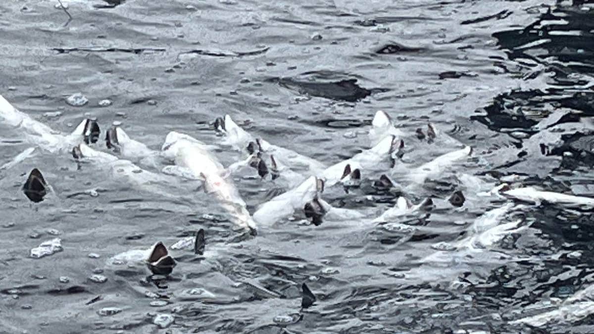 300.000 laks døydde – Mattilsynet la vekk saka