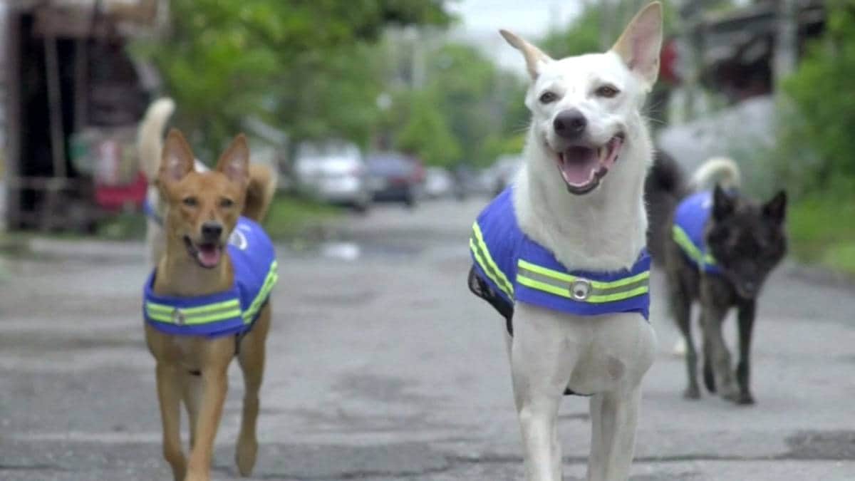 Tester herrerløse hunder – NRK – Utenriksnyheter og -dokumentarer