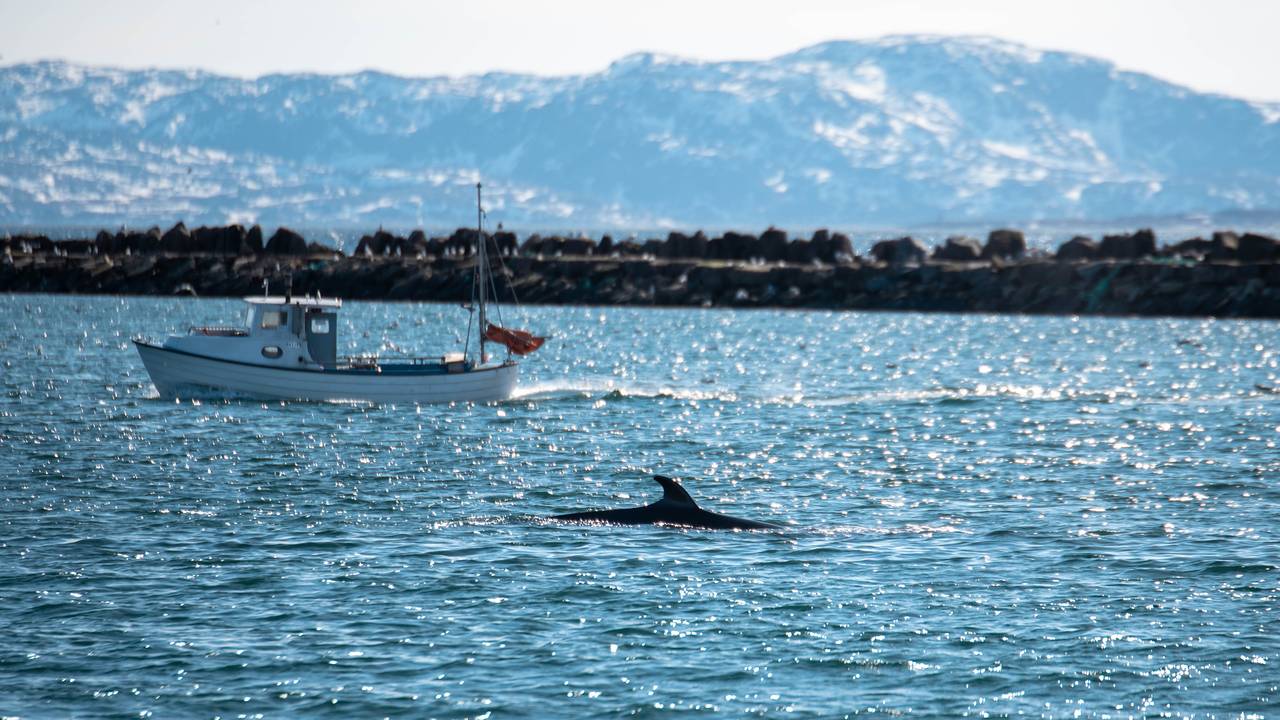 Hval i Vadsø Havnebasseng