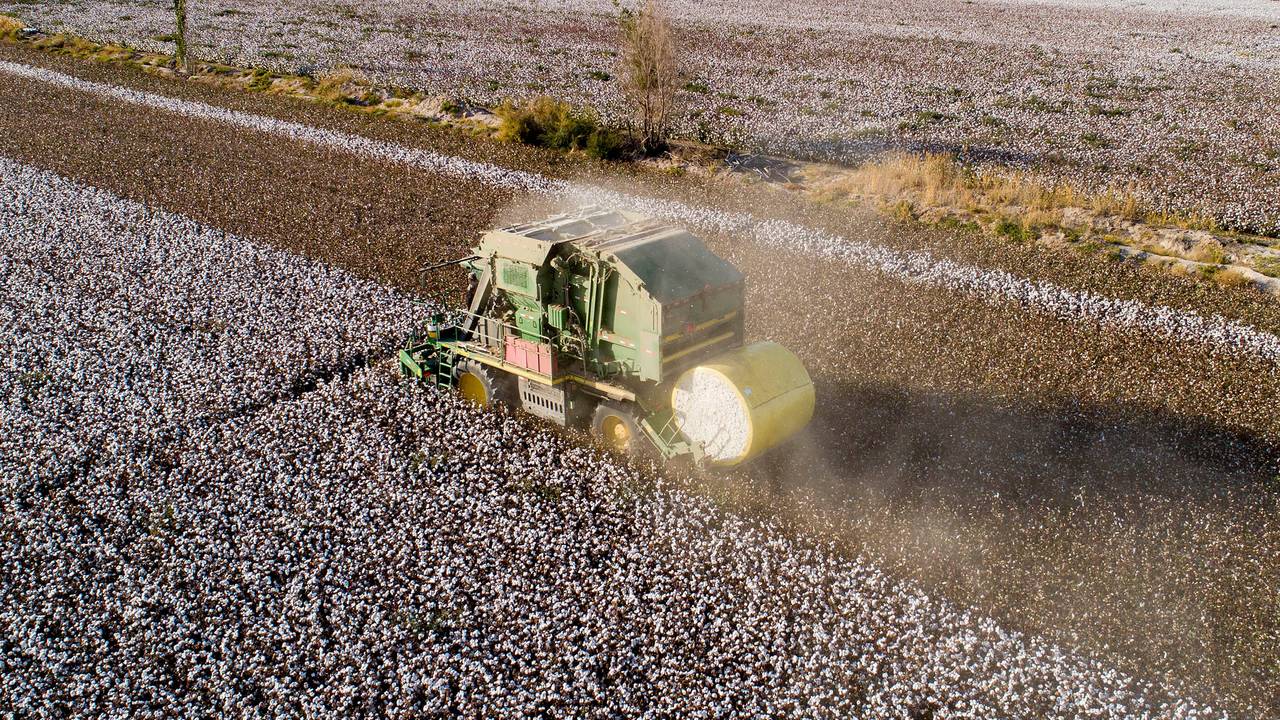 Bomullsproduksjon i Hami i Xinjiang. Bildet er tatt 9. oktober 2020.