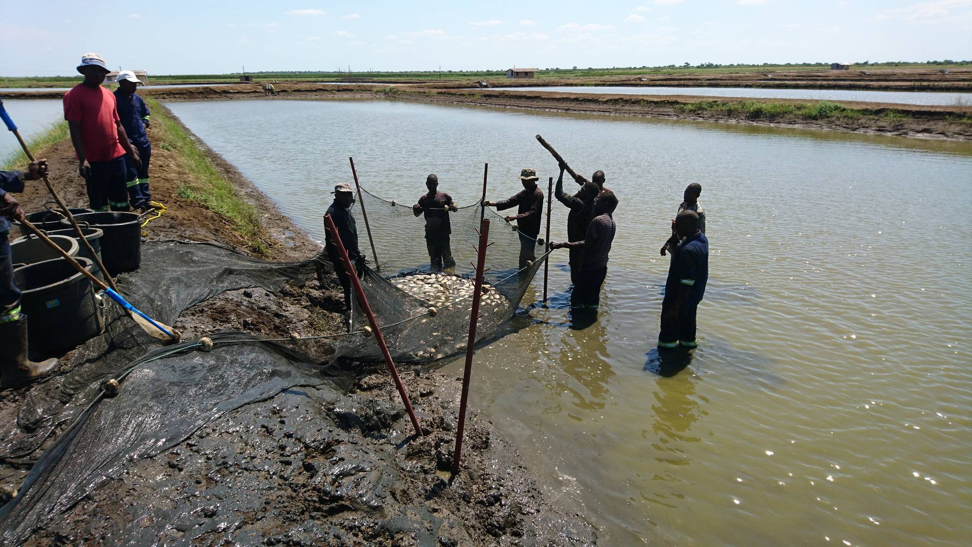 Tilapia, Cepaq
