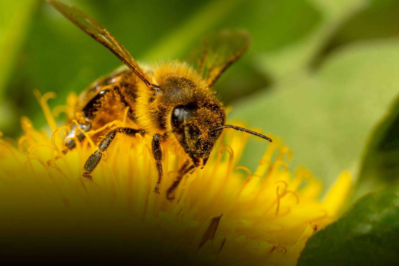 Nytt bilde av den hårete honningbien. Den går rett mot oss, full av bittesmå pollenkorn. 