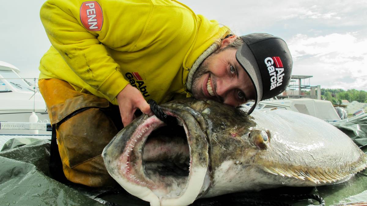 Fanget rekordstor kveite i fjorden – NRK Trøndelag – Lokale nyheter, TV ...