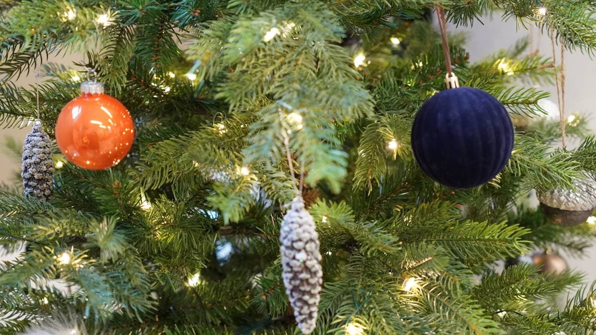 Vil brenne juletrær i Grimstad