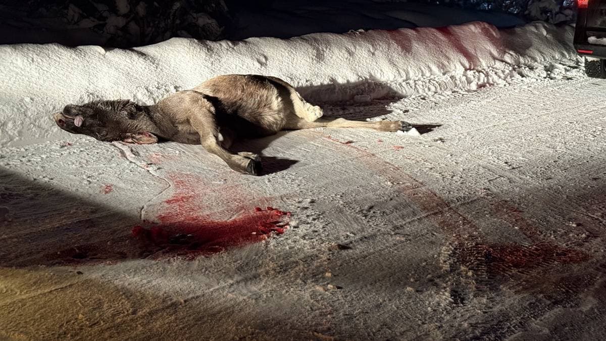 Væromslag førte til flere trafikkulykker og påkjørsler av elg