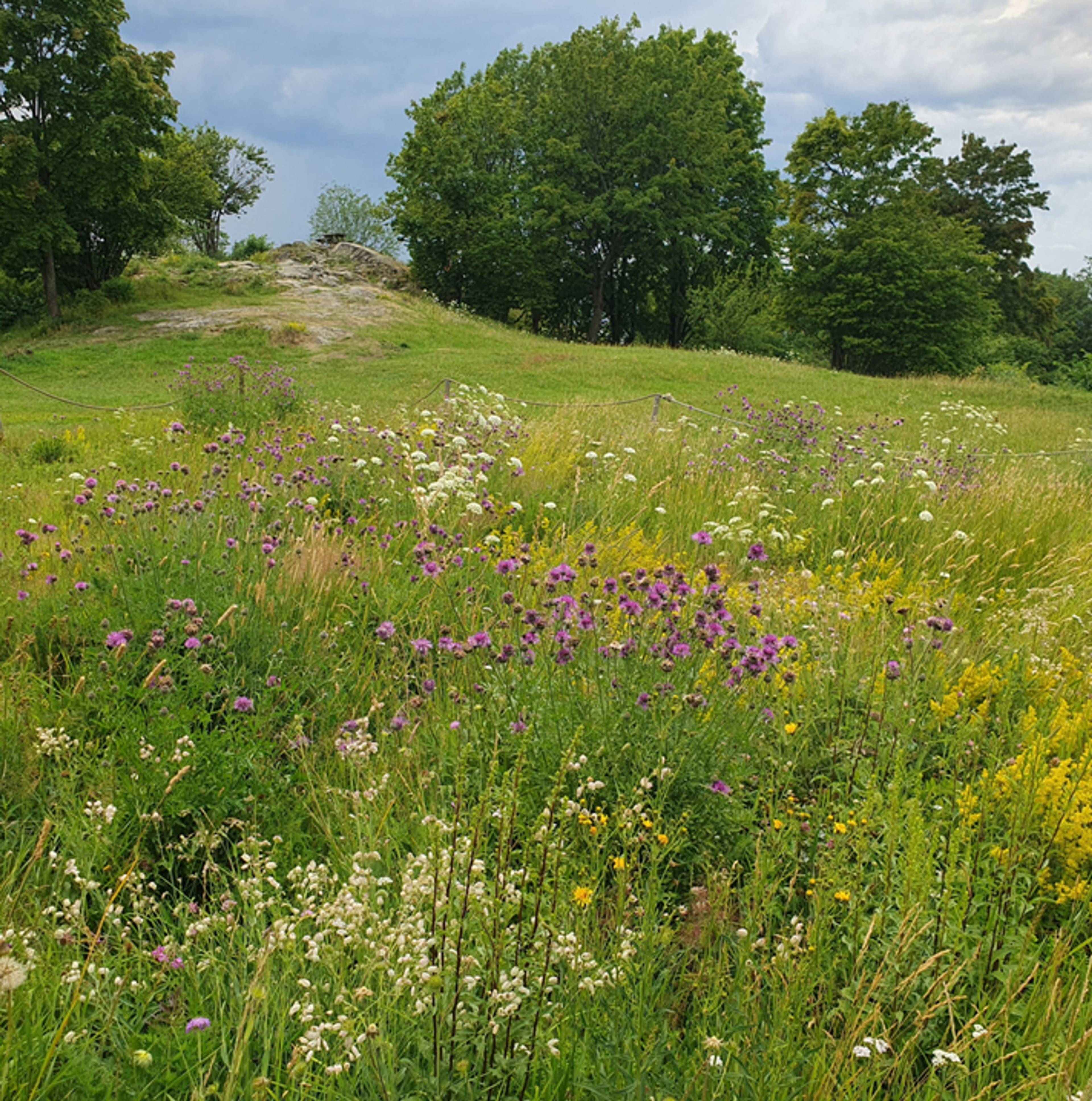 Blomstereng