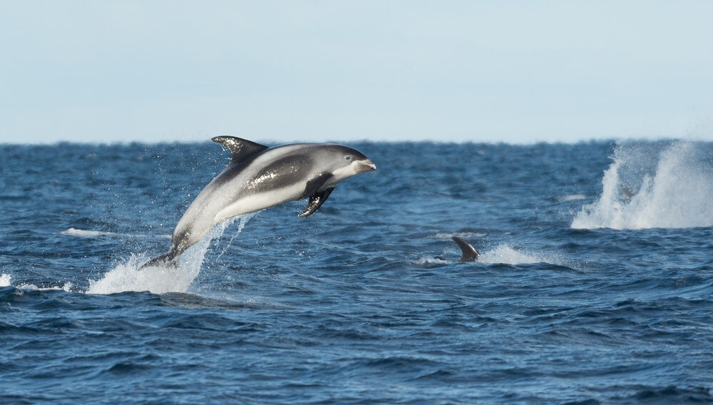 hat76vSkHURb4xH7xwm8ugFPGrLz8esO10wJslYX