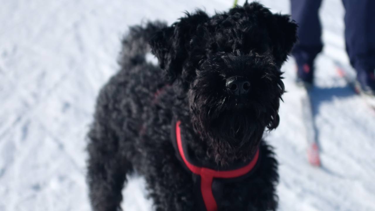 Tara på sjusjøen
