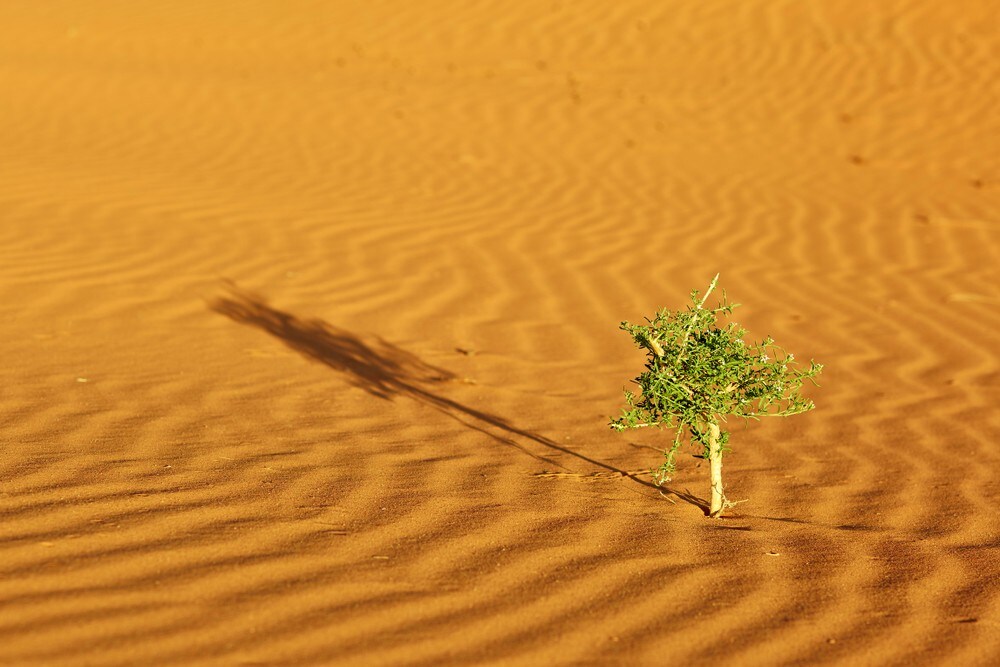 Sahara blir raskere grønn