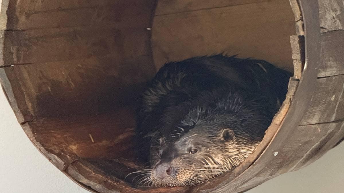 Rømlingen Hugin er tilbake