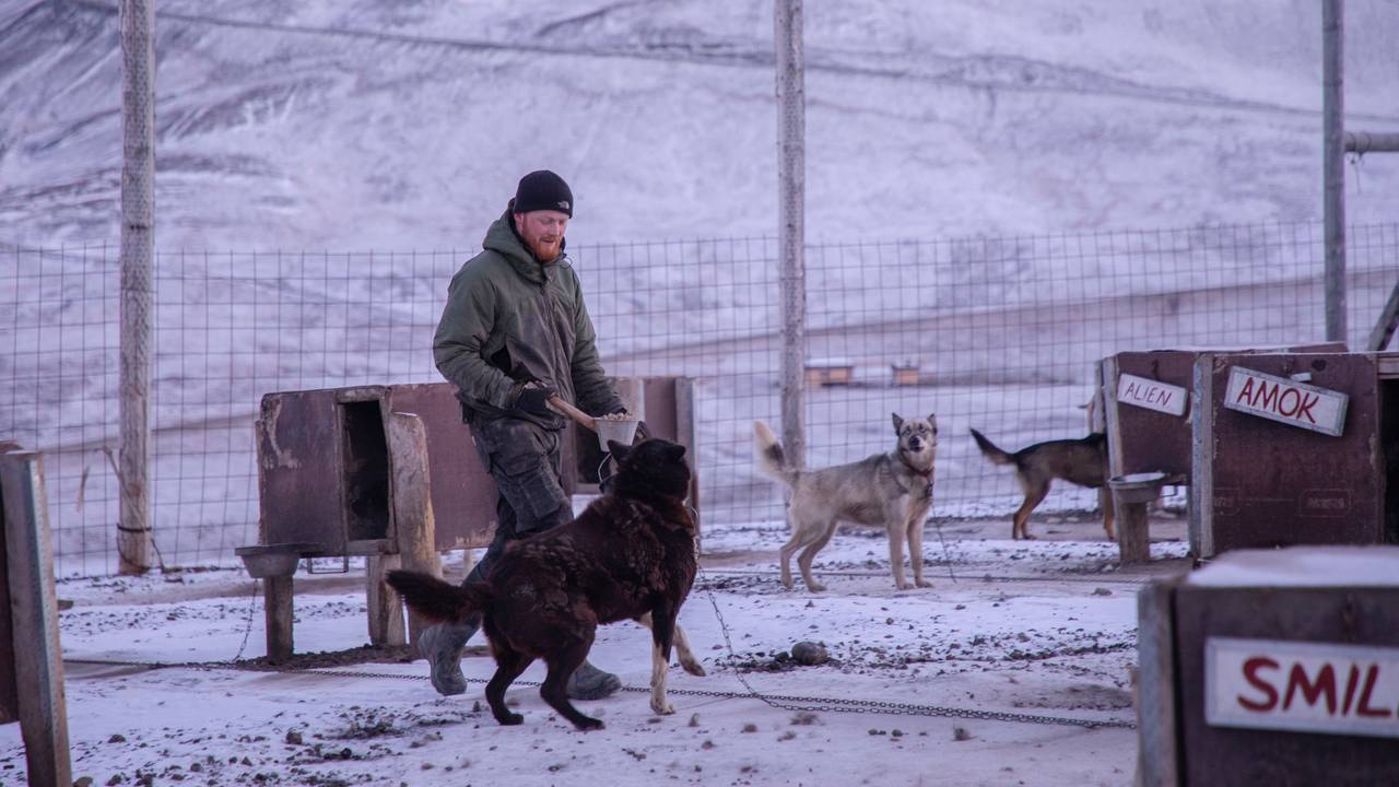 Mats, greendog svalbard