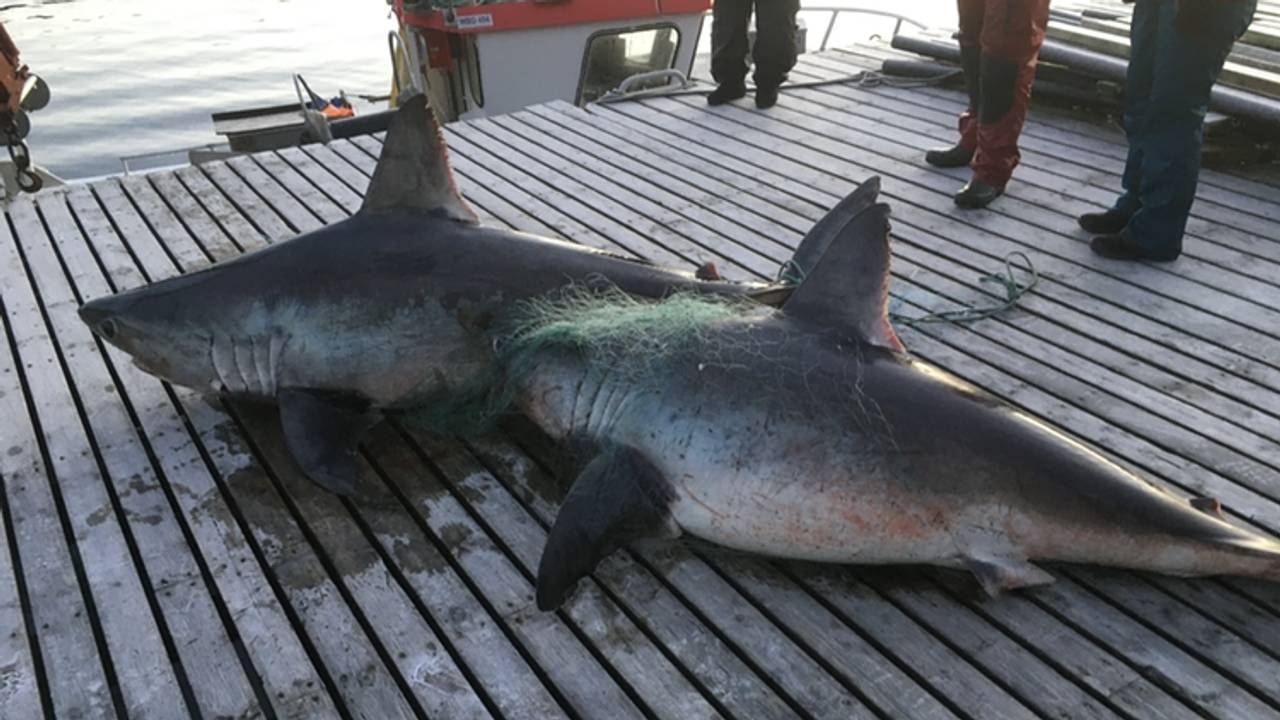 hai_sjohai, sjona, helgeland, torskefiske, garn, håbrann