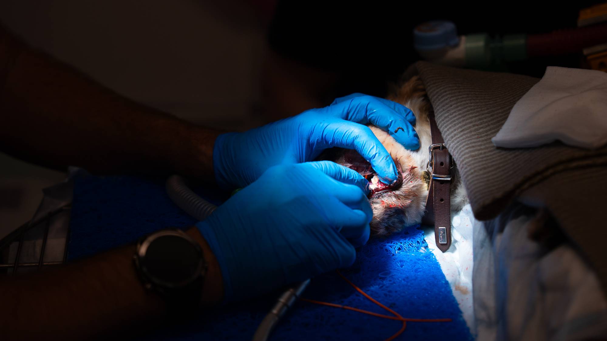 Hund ligger på operasjonsbord, en veterinær med blå hansker undersøker munnen til hunden