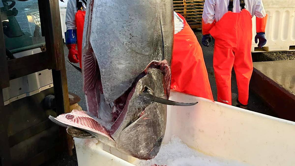 Makrellstørje på 303 kilo langs Helgelandskysten