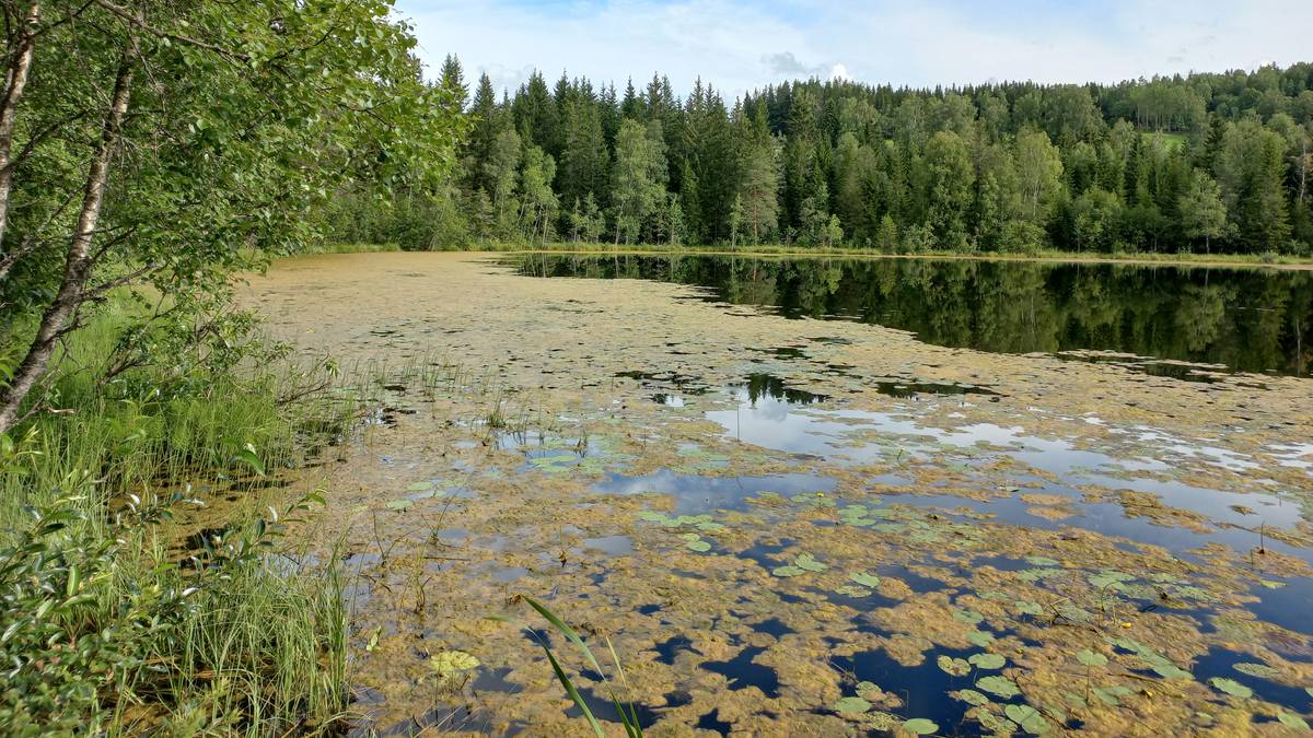 Dårlig vannmiljø i 30 av 33 innsjøer på Hadeland – NRK Innlandet ...