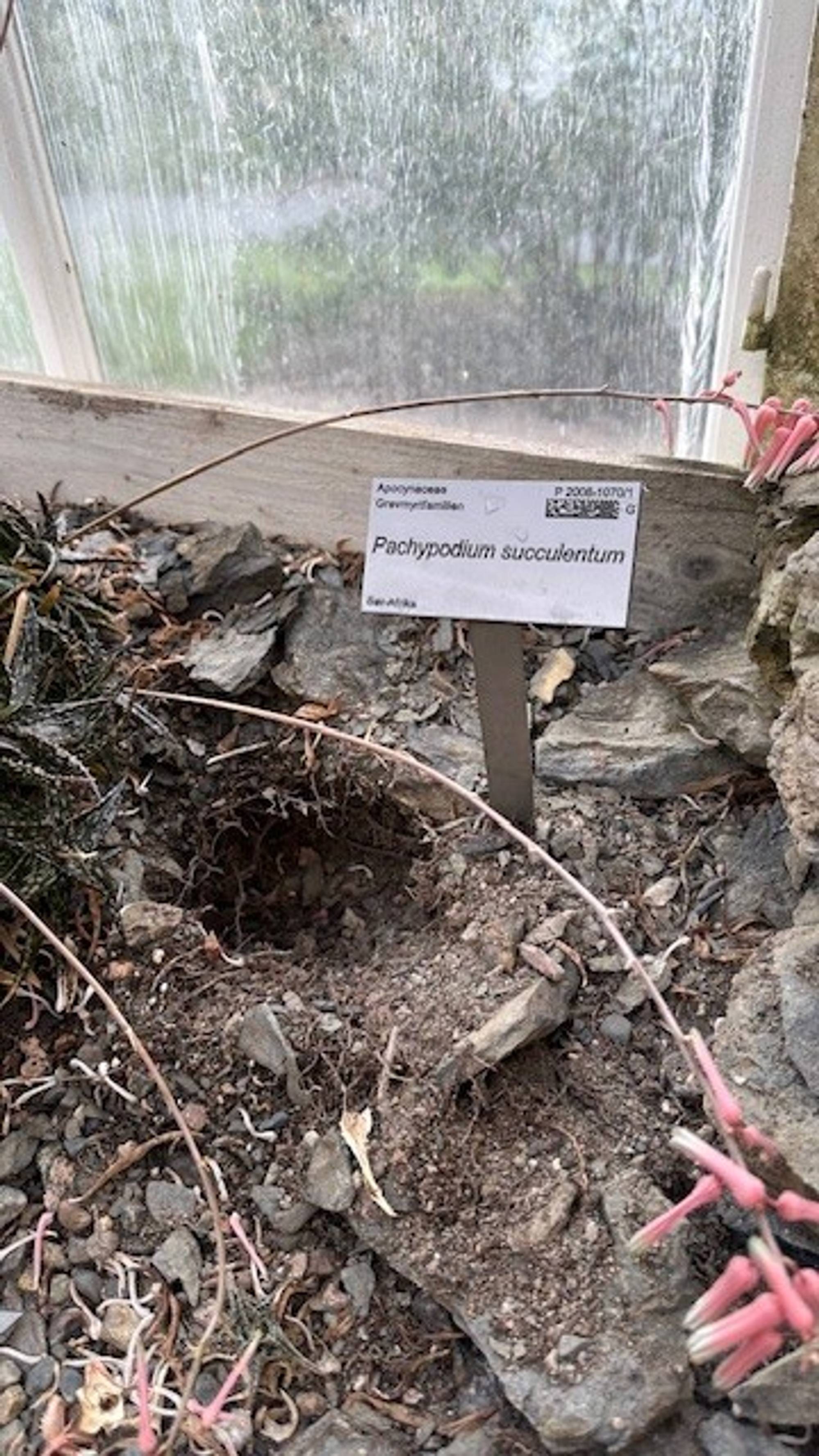 Planter stjålet fra Botanisk hage i Oslo.