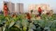 Foto: Rupak De Chowdhuri / Reuters Women work in a cauliflower field in Kolkata