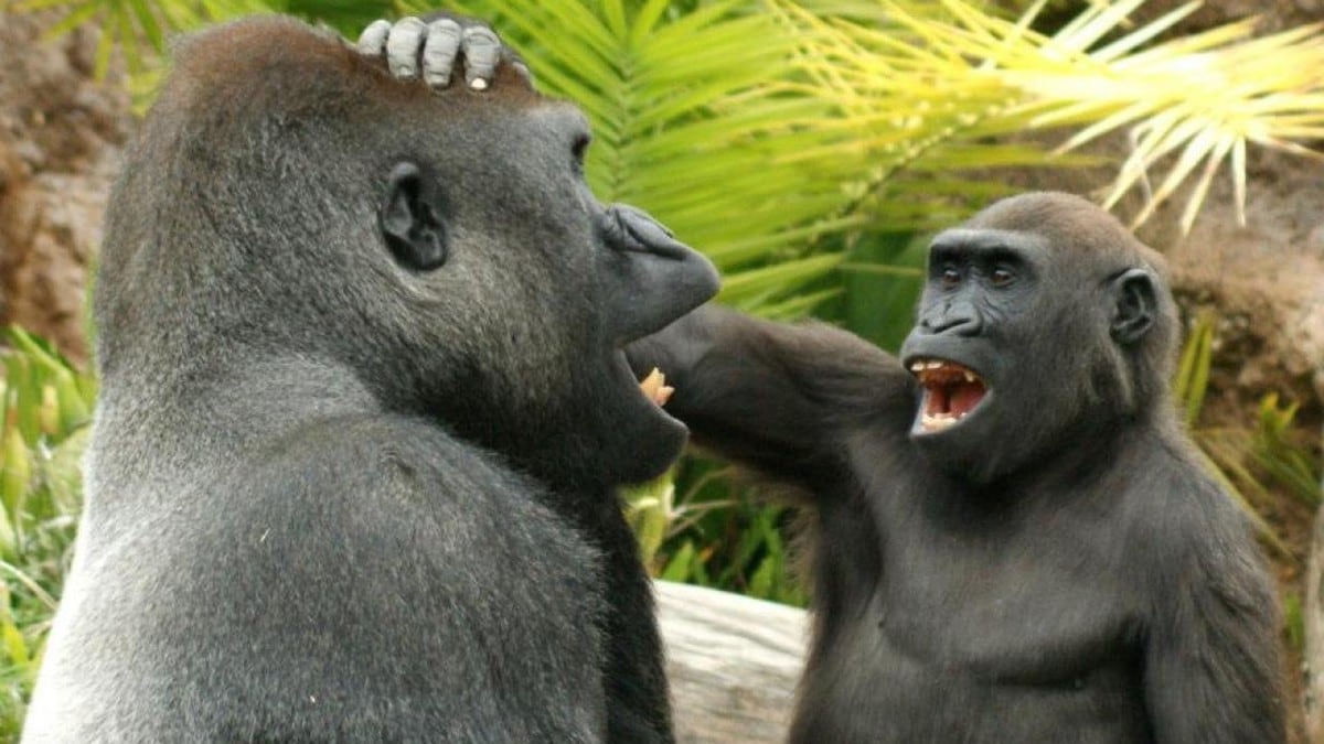 Har aper humor? Uten tvil, mener forskere