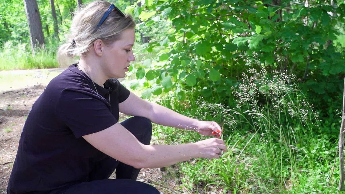 Ber folk vaksinere seg mot flått nå