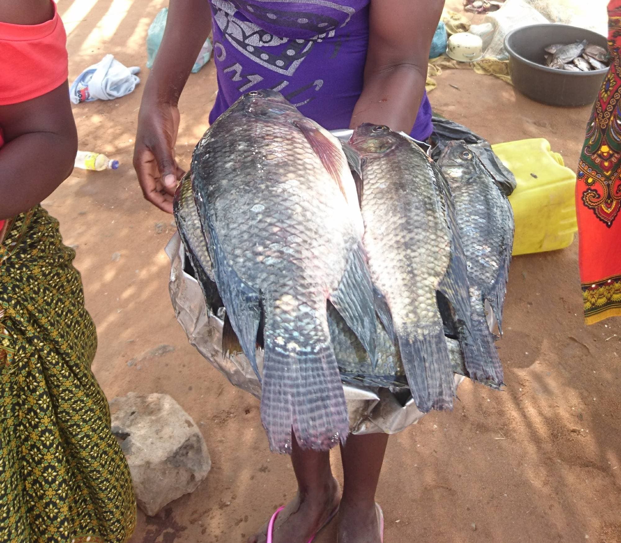 Tilapia fra Mosambik