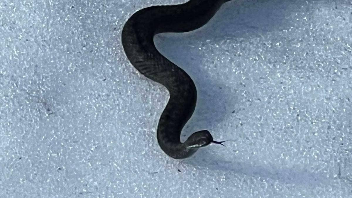 Nå våkner huggormen: Advarer hundeeiere