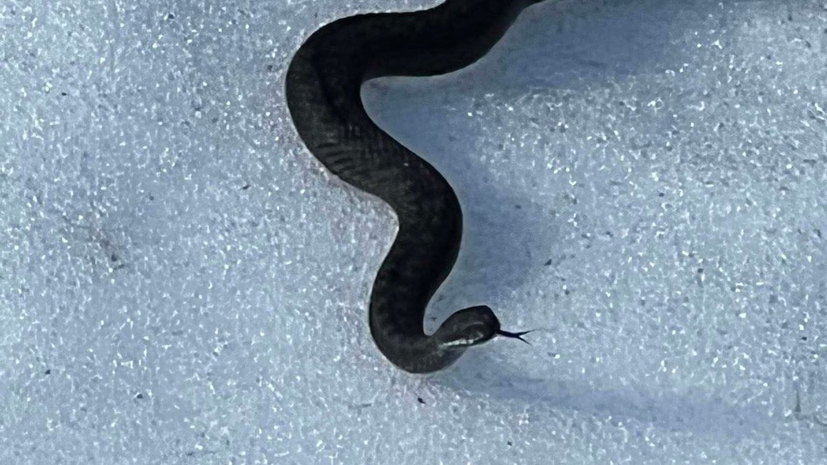 Nå våkner huggormen: Advarer hundeeiere