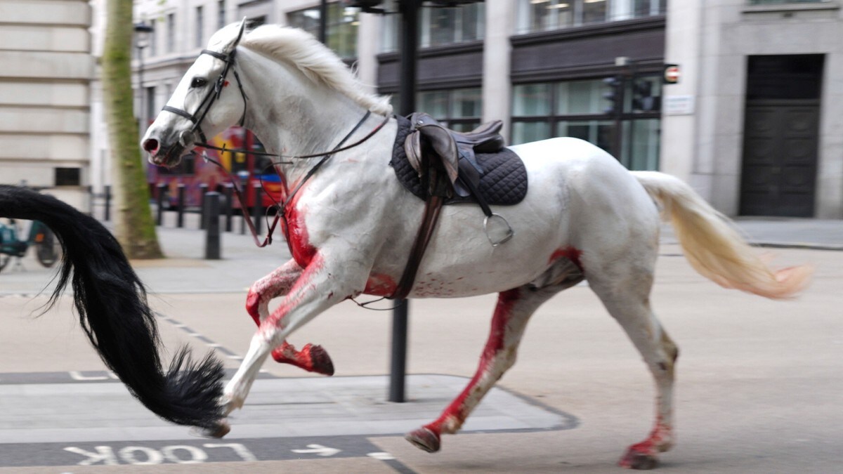 Kongelege hestar på villtur i London - fem personar skadd