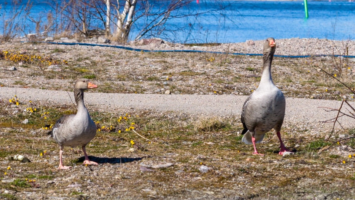Nye påvisninger av fugleinfluensa i Nordland