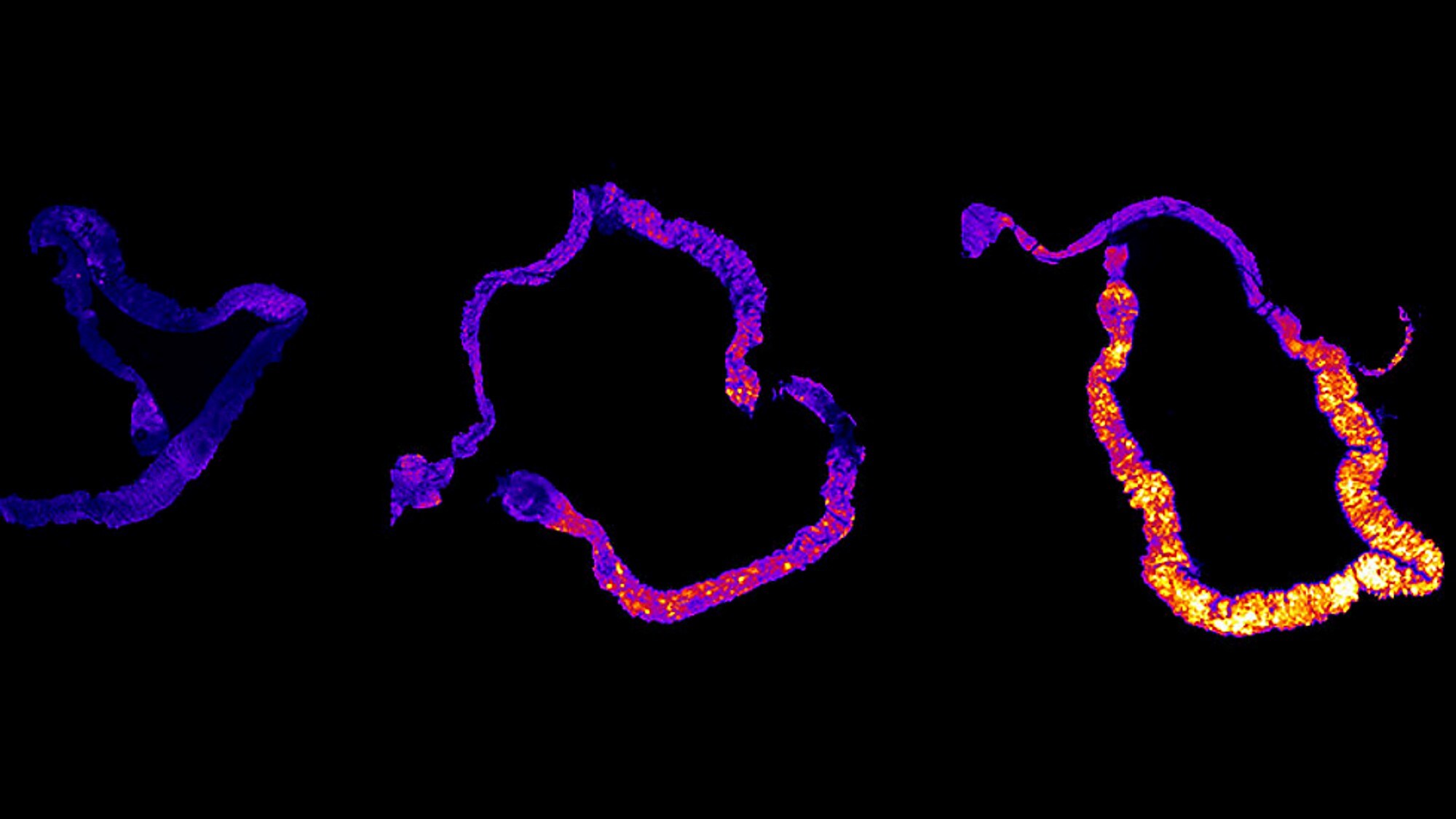 Окислительный стресс бактерий. Reactive oxygen species mechanisms. Reactive oxygen species ros. Реактивные формы кислорода. Oxygen species.
