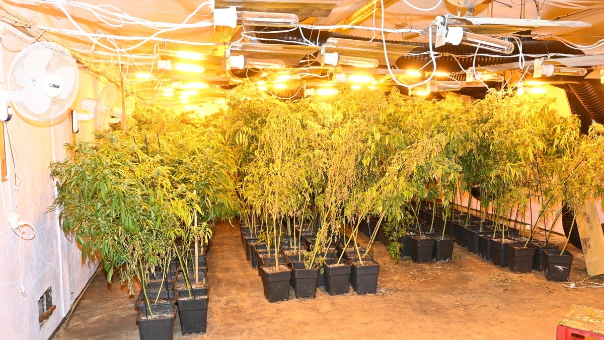 Drev cannabisplantasje midt i villastrøk – nå er dommen klar