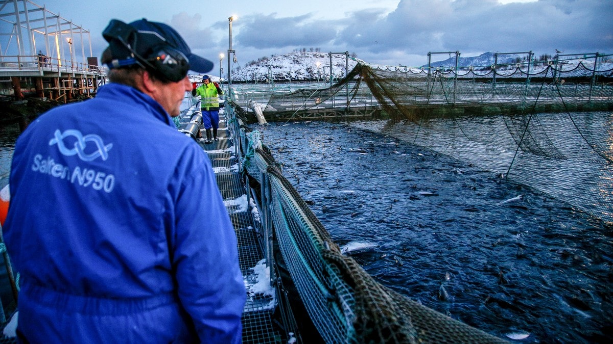 Norge knuste sjømatrekord - eksporterte for 107 milliarder kroner