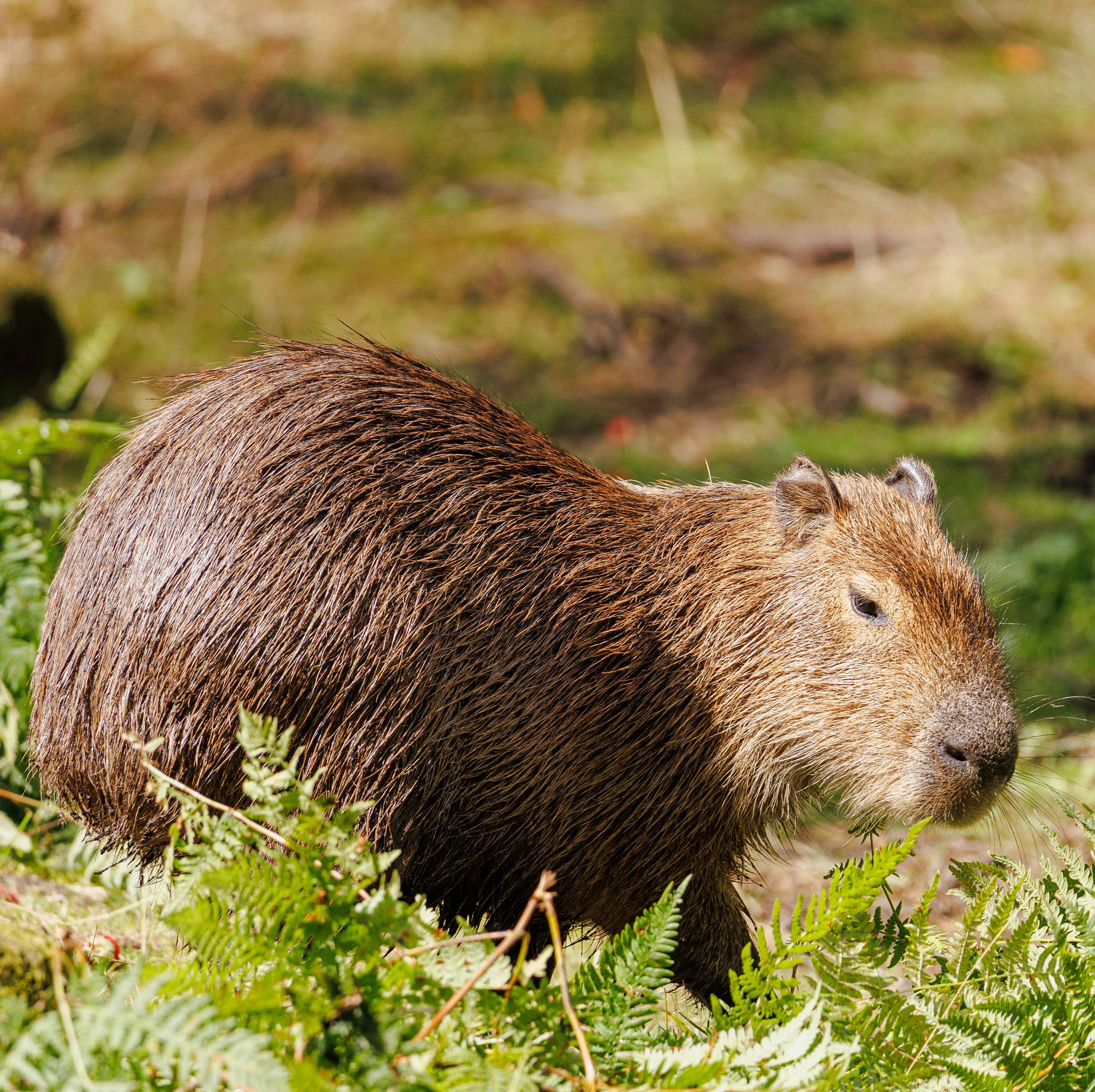 Capybara / flodsvin i Dyreparken