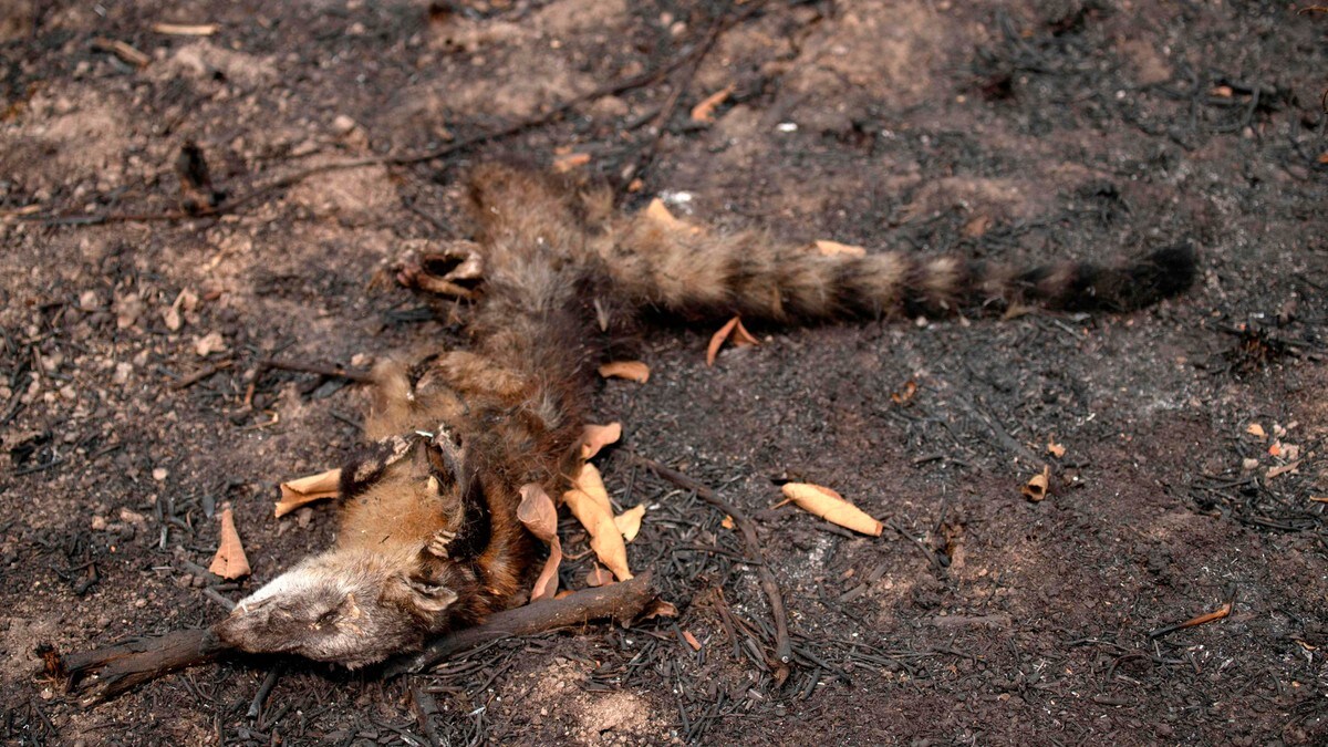 Tusenvis av dyr brenner i hjel i Brasil