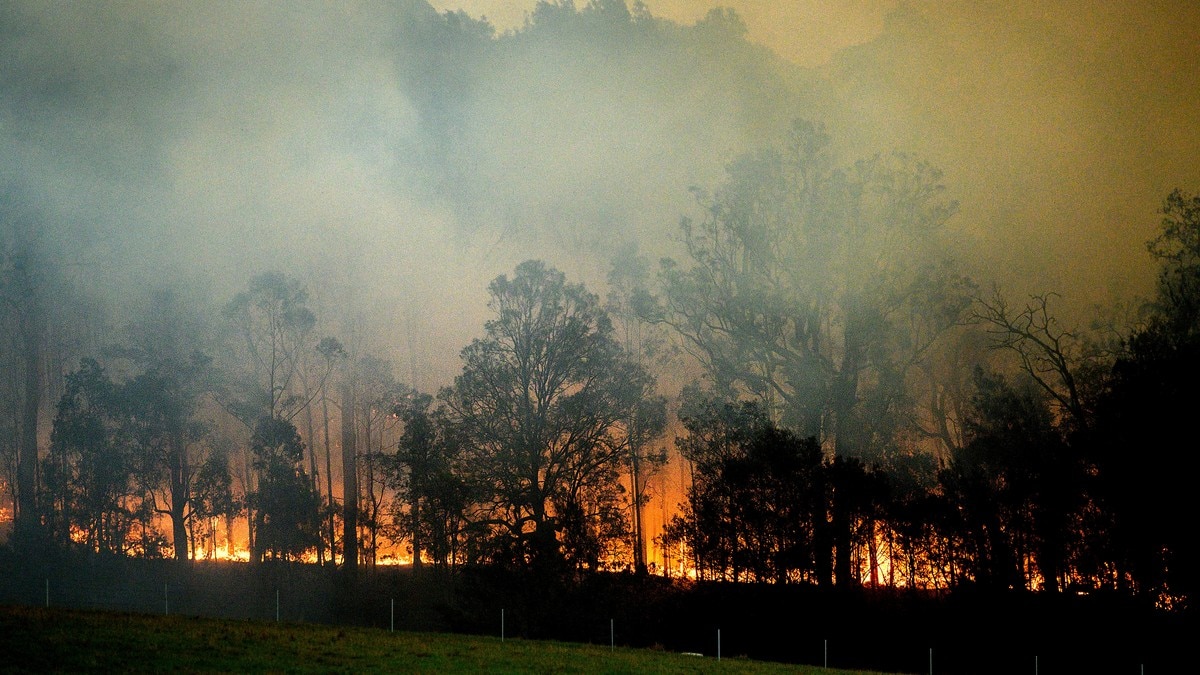 Tre av fire i Australia rammet av skogbrannene