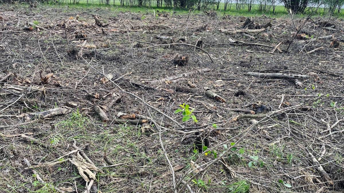 Skulle vurdere skogvern – blei møtt av dette